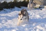 Husky sybérien (reu) 30611