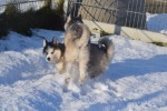 Husky sybérien (reu) 30611