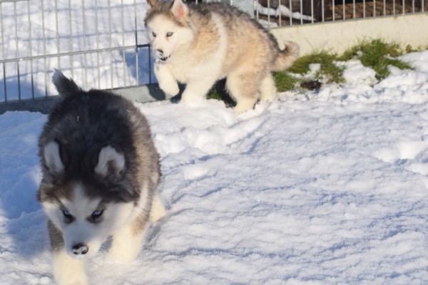 Husky sybérien (reu) 30611