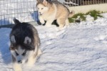 Husky sybérien (reu) 30611