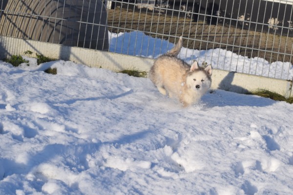 Husky sybérien (teef) 30615