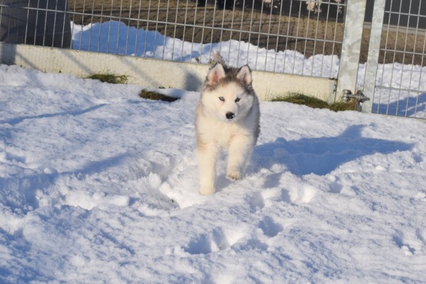 Husky sybérien (teef) 30615