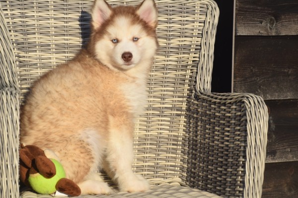 Husky sybérien (teef) 30616