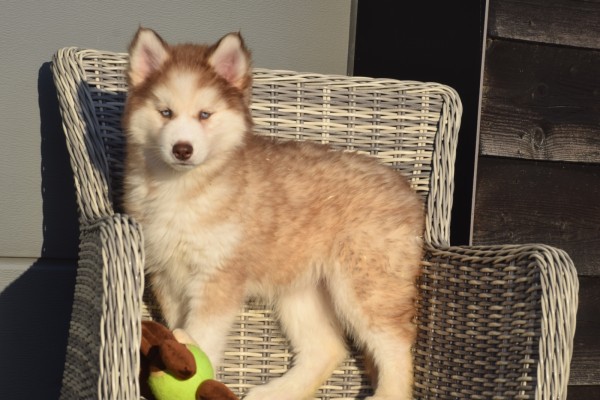 Husky sybérien (teef) 30616