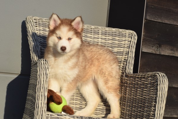 Husky sybérien (teef) 30616