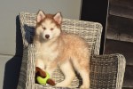 Husky sybérien (teef) 30616