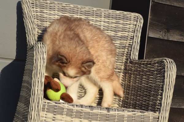 Husky sybérien (teef) 30616