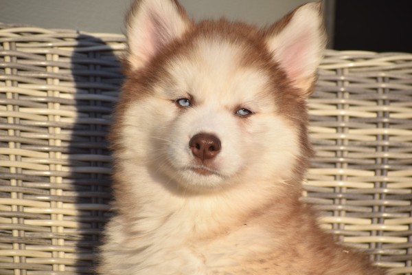 Husky sybérien (teef) 30616