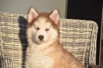 Husky sybérien (teef) 30616