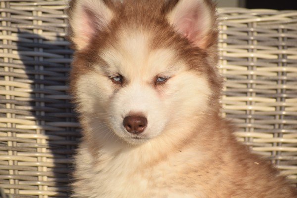 Husky sybérien (teef) 30616