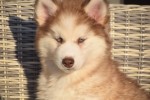 Husky sybérien (teef) 30616