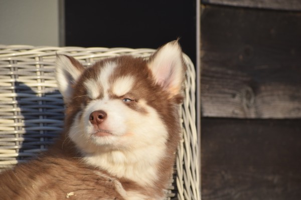 Husky sybérien (reu) 30612