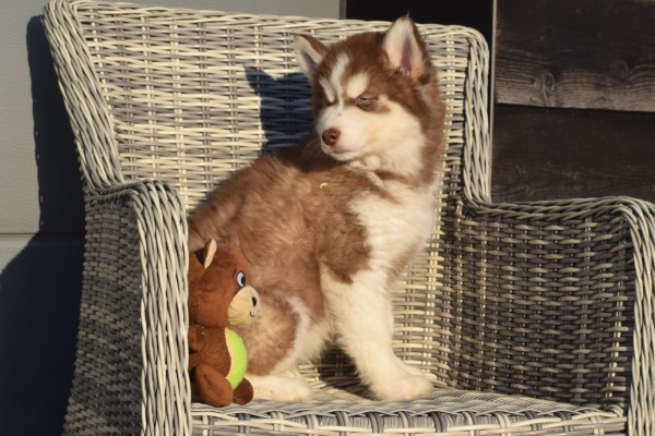 Husky sybérien (reu) 30612