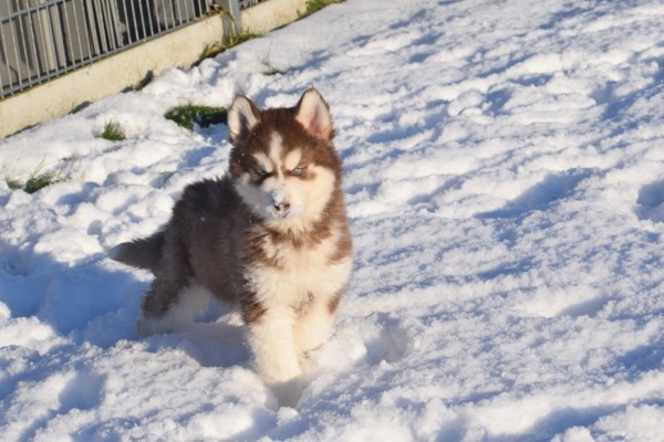 Husky sybérien (reu) 30612