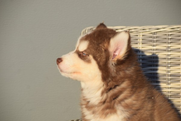 Husky sybérien (reu) 30612