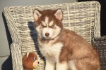 Husky sybérien (reu) 30612