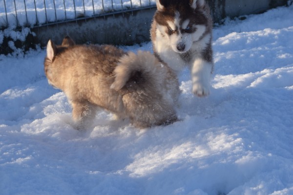 Husky sybérien (reu) 30612
