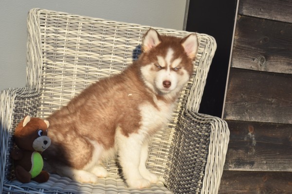 Husky sybérien (reu) 30612