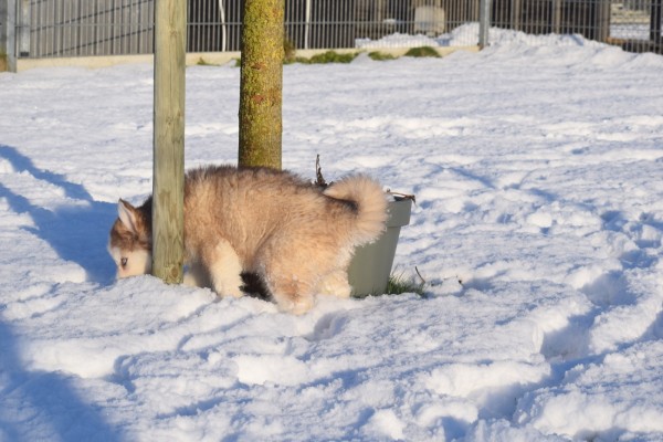 Husky sybérien (teef) 30616