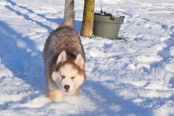 Husky sybérien (teef) 30616