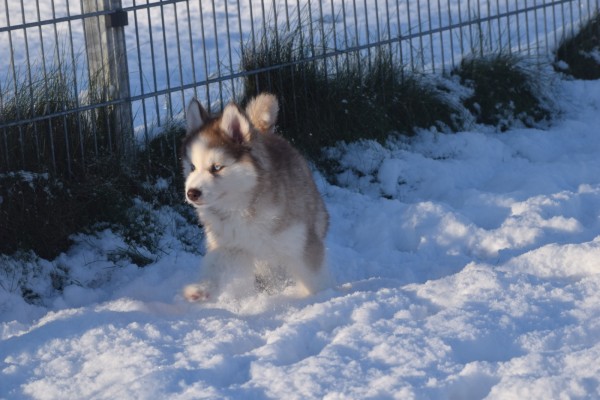Husky sybérien (teef) 30616