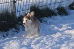 Husky sybérien (teef) 30616