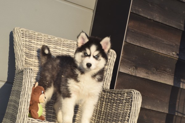 Husky sybérien (teef) 30613