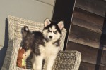 Husky sybérien (teef) 30613
