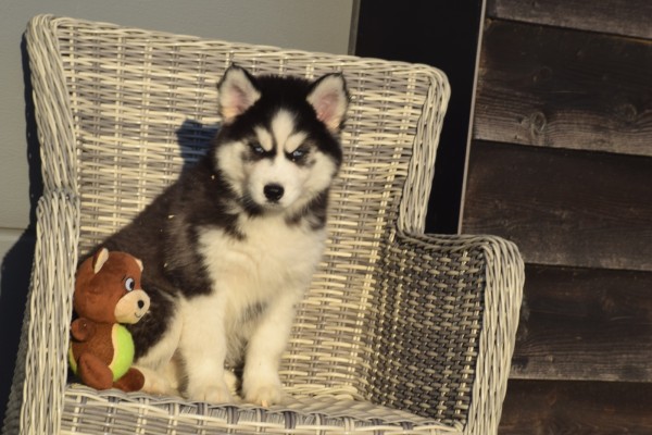 Husky sybérien (teef) 30613
