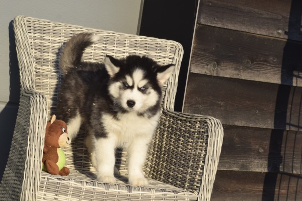 Husky sybérien (teef) 30613