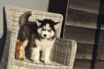 Husky sybérien (teef) 30613