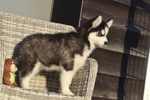 Husky sybérien (teef) 30613