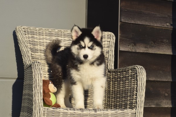 Husky sybérien (teef) 30613