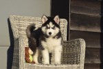 Husky sybérien (teef) 30613