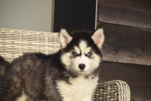 Husky sybérien (teef) 30613