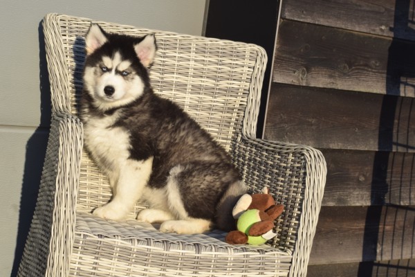 Husky sybérien (teef) 30614