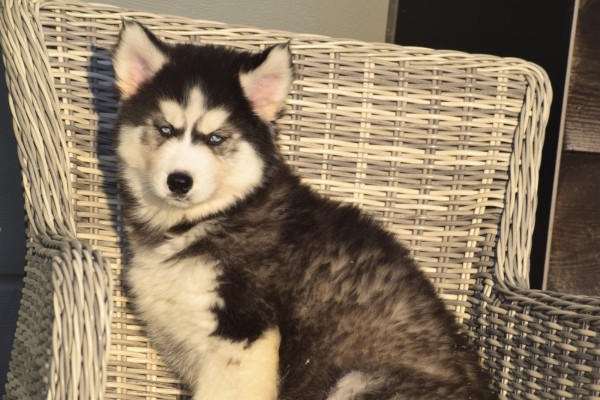 Husky sybérien (teef) 30614