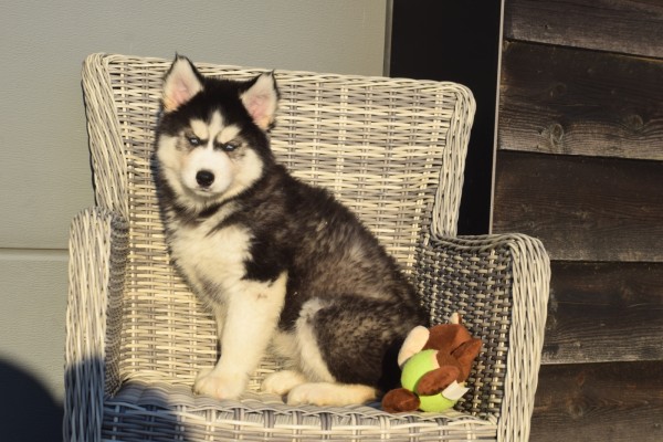 Husky sybérien (teef) 30614