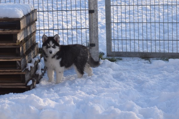 Husky sybérien (teef) 30614