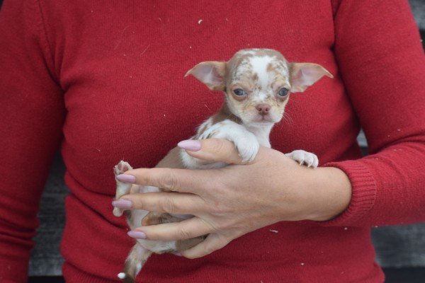 Chihuahua (reu) 35007