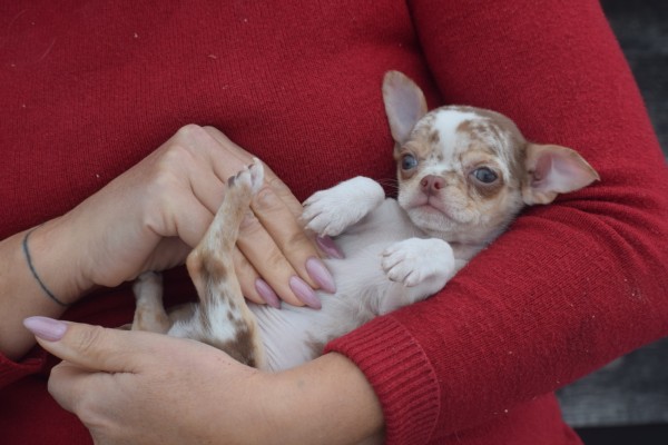 Chihuahua (reu) 35007