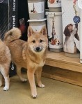 Shiba Inu (teef) 72084