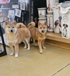 Shiba Inu (teef) 72084
