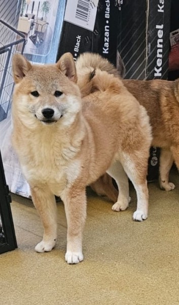 Shiba Inu (teef) 70477