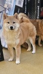 Shiba Inu (teef) 70477
