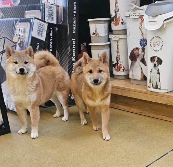 Shiba Inu (teef) 70477