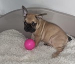Franse bulldog (teef) 39744