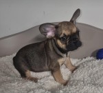 Franse bulldog (teef) 39794