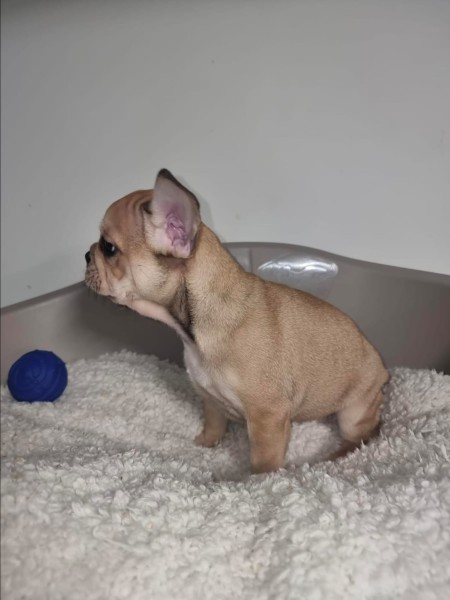 Franse bulldog (reu) 39796