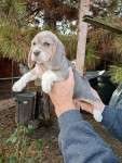 Beagle Blue